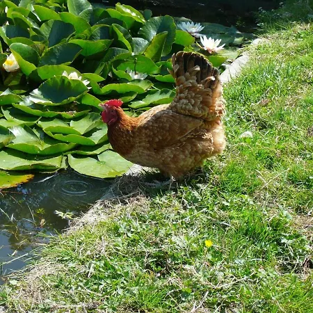 Avec Jardin Privatif, Proche Montbrison, Equipe Moderne Et Confort Total - Fr-1-496-117 Pralong